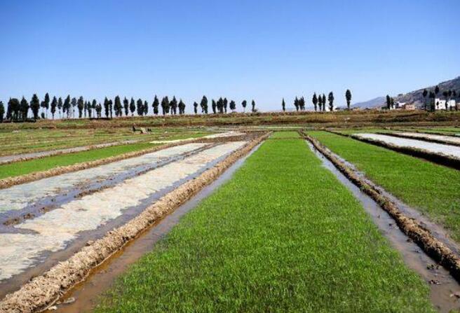 水稻無紡布農田